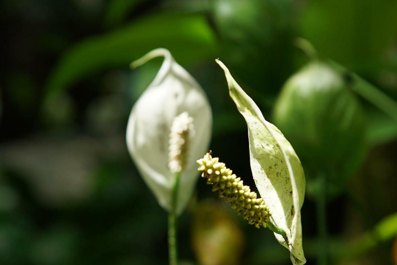 Pousada Do Riacho Trindade ตรินดาเจอ ภายนอก รูปภาพ